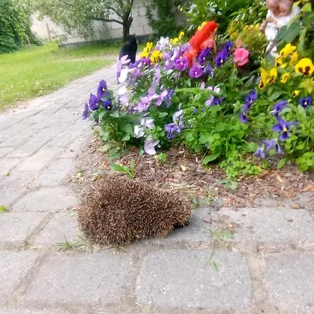 Boutigue House With Terrace And Garden Free Parking