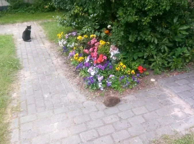 Boutigue House With Terrace And Garden Free Parking Apartment Riga