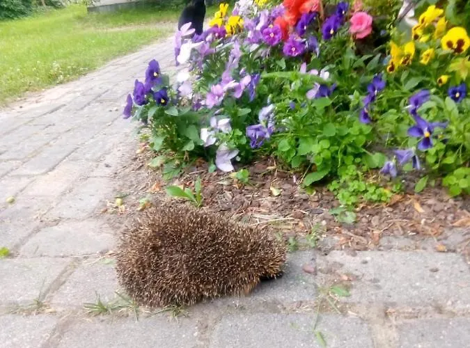 Boutigue House With Terrace And Garden Free Parking