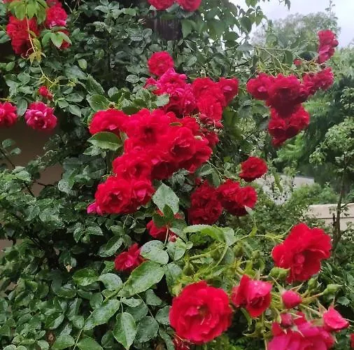 Boutigue House With Terrace And Garden Free Parking Apartment *