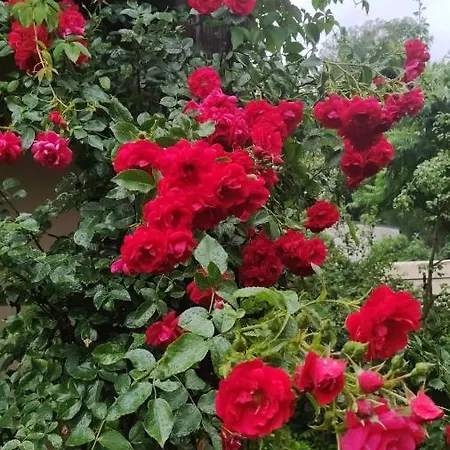 Boutigue House With Terrace And Garden Free Parking Апартаменти *